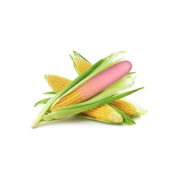 Votre site Coquin en ligne Espace Libido Eco